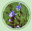 Flor de Bach Chicory